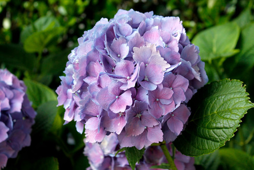 Qué pequeñas flores hermosas puedes añadir a tu jardín