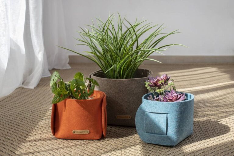 Qué plantas con espinas son interesantes y resistentes