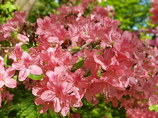 Qué plantas de sombra exterior son ideales para mi jardín