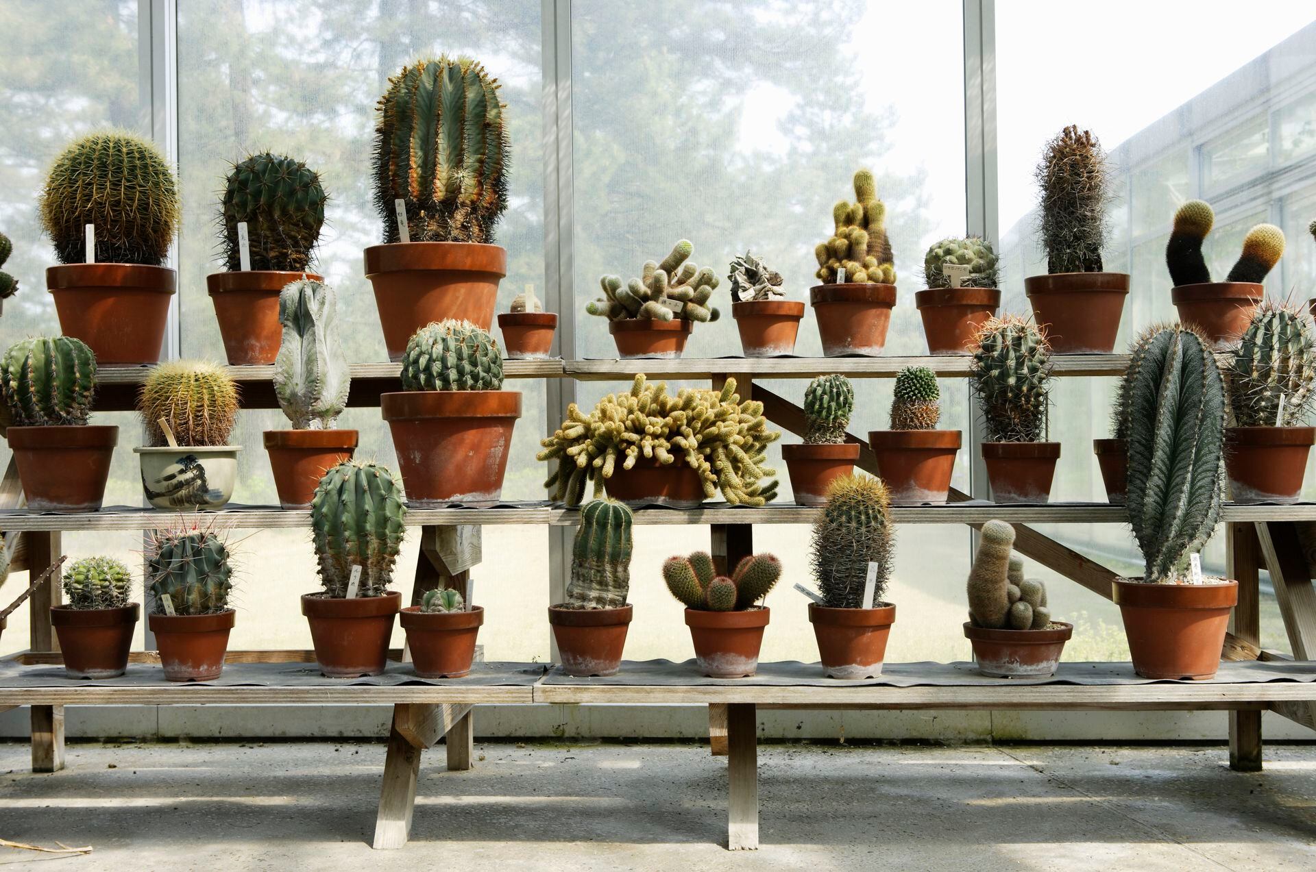 Qué propiedades sorprendentes tiene un cactus en 2025