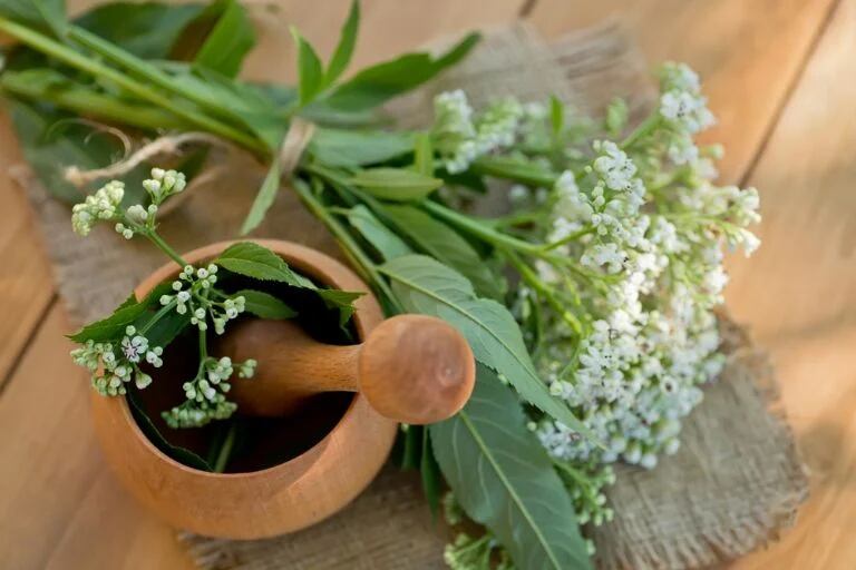 que propiedades usos y contraindicaciones tiene la valeriana