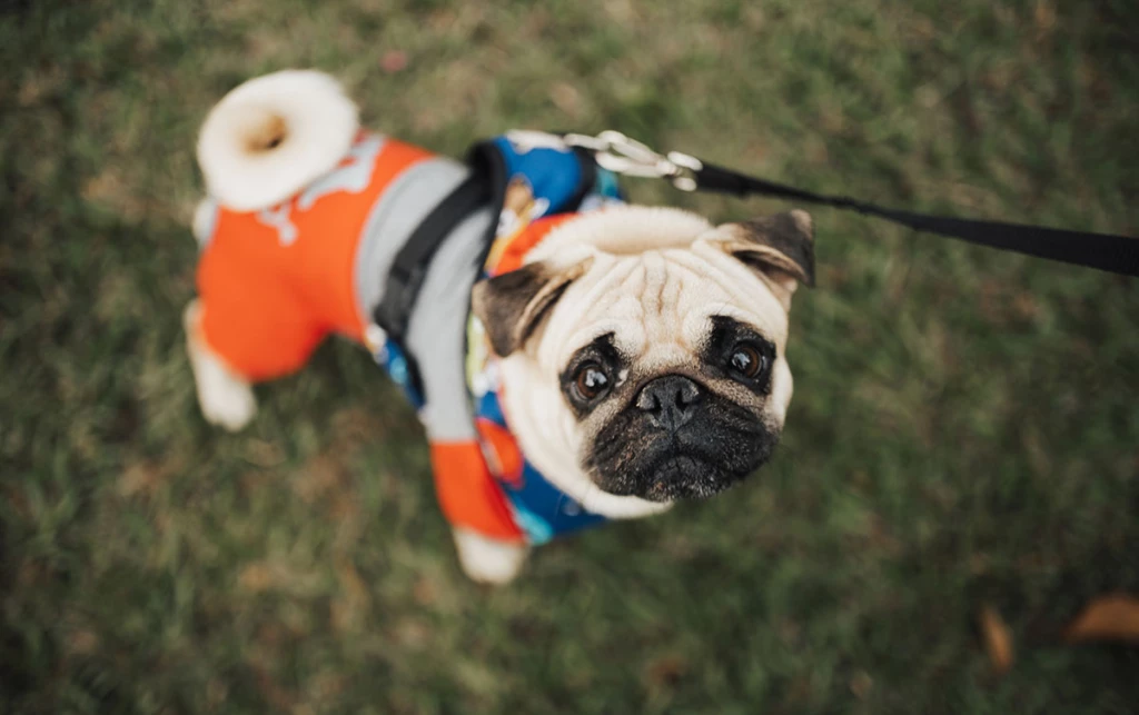 que razas de perros se parecen al lobo y te sorprenderan