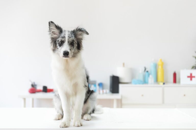 Qué remedios caseros ayudan a perros que no quieren comer