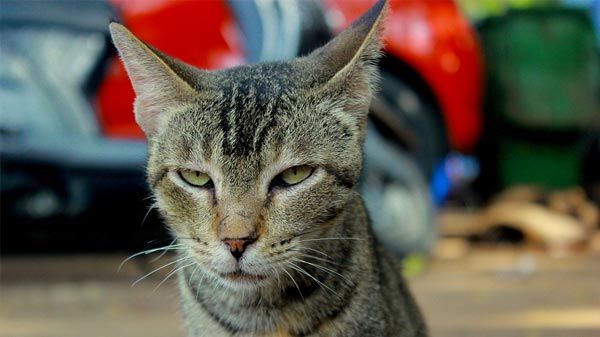 Qué remedios caseros ayudarían a un gato que no puede orinar