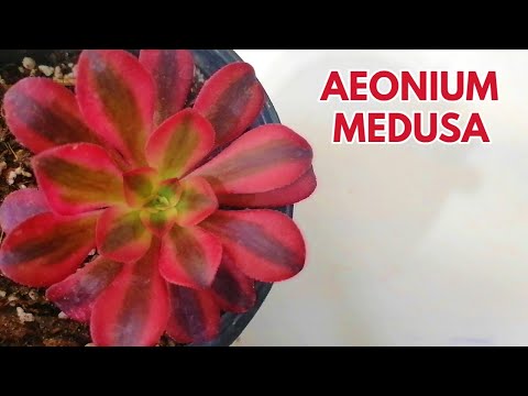 Qué saber sobre Aeonium Medusa, la planta suculenta