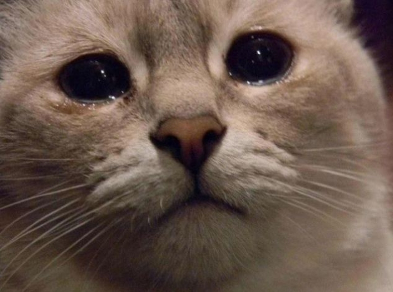 que significa que un gato se te sube encima espiritualmente