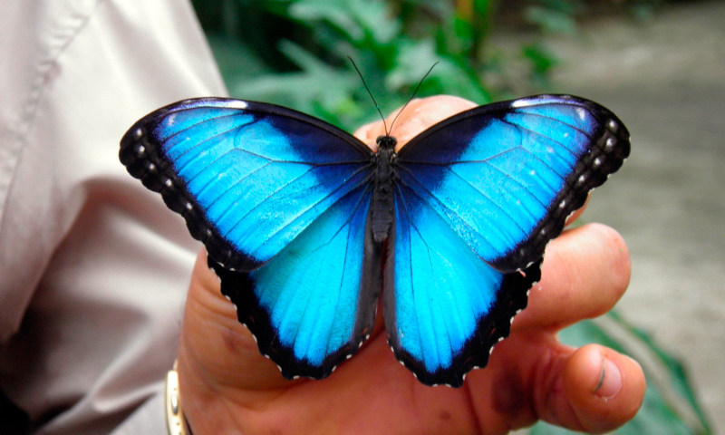 que significan y donde habitan las mariposas morpho azul