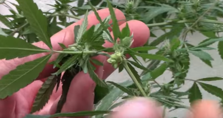 que son las plantas hermafroditas y cuales son sus caracteristicas