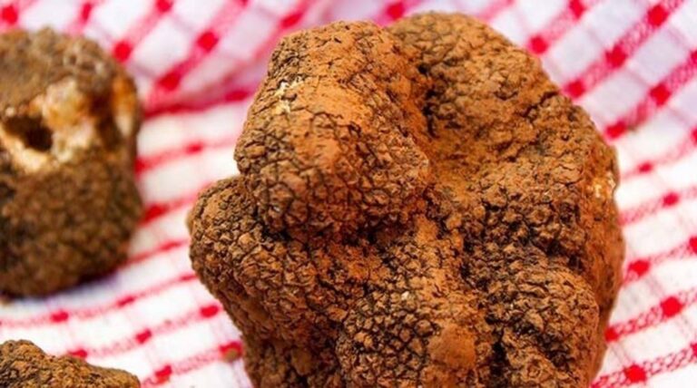 Qué son las trufas y para qué sirven en la gastronomía