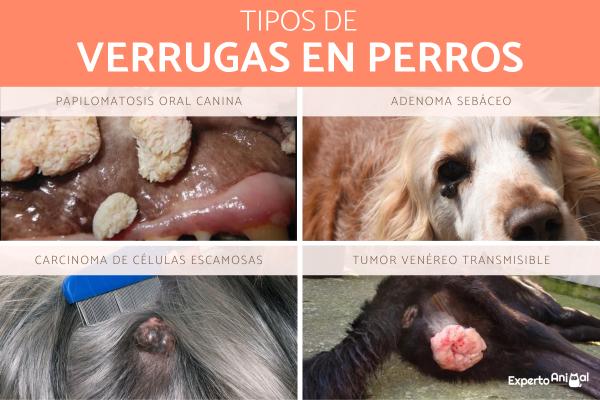 Qué son las verrugas en perros y cómo se pueden quitar