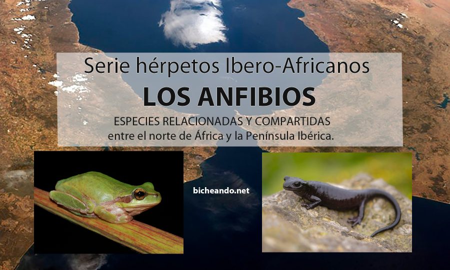 que son los anfibios tipos y habitats en el mundo