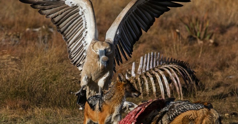 que son los animales descomponedores y que ejemplos