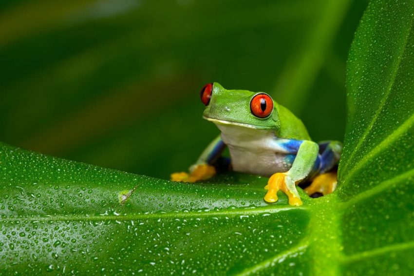 que son los animales oviparos y cuales son algunos ejemplos