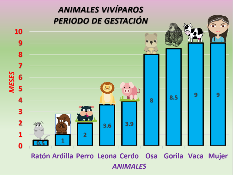 Qué son los animales ovovivíparos y cuáles son sus características