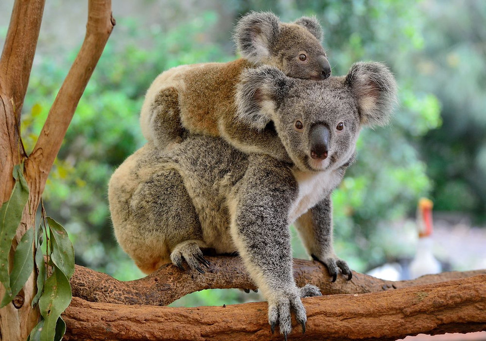 que son los animales viviparos y cuales son sus caracteristicas