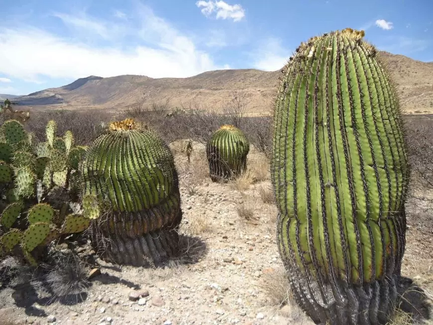 Qué son los cactus Explora sus maravillas en 2025.
