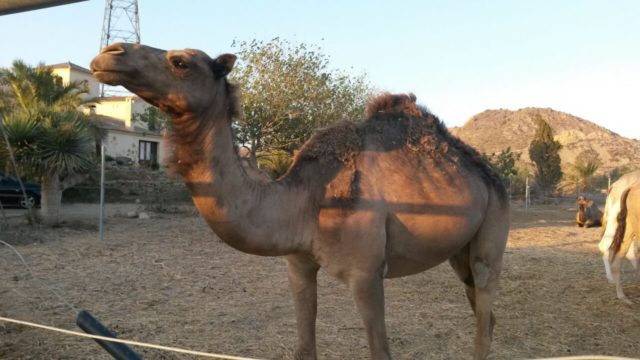 Qué son los camélidos y cuáles son sus ejemplos interesantes