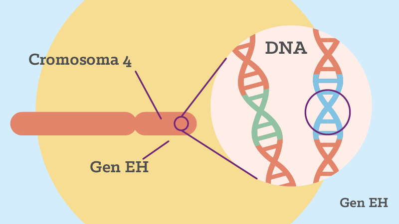 que son los genes descubre su funcion y significado