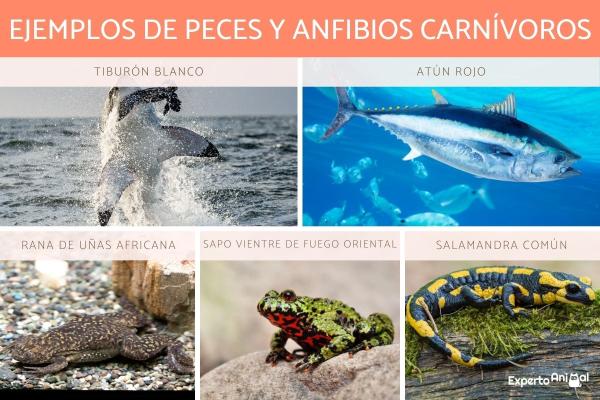 Qué son los insectívoros y cuáles son sus ejemplos y características