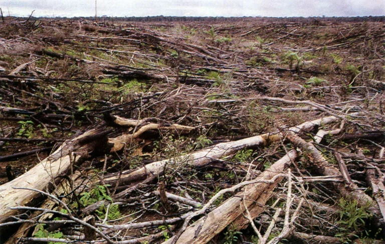 Qué son los tropicales precoces y su significado en agricultura