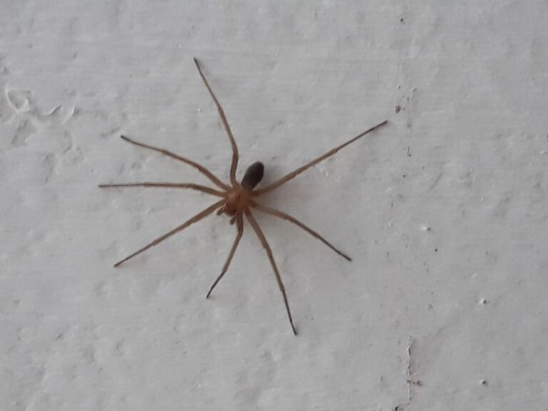 Qué tan peligrosa es la araña de violin Conoce sus riesgos