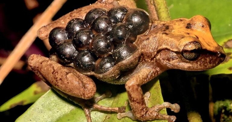 Qué tipos de anfibios existen y cuáles son sus ejemplos