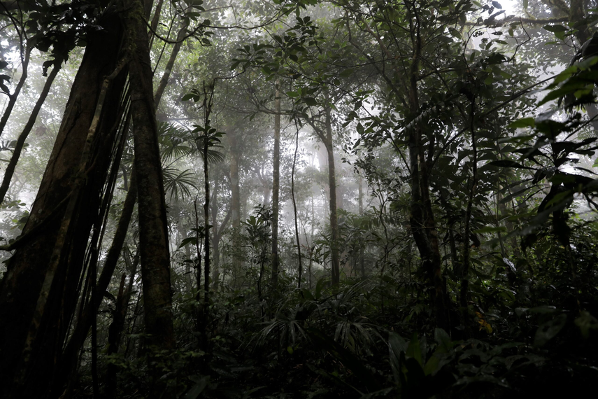 Qué tipos de bosques existen y qué imágenes los representan