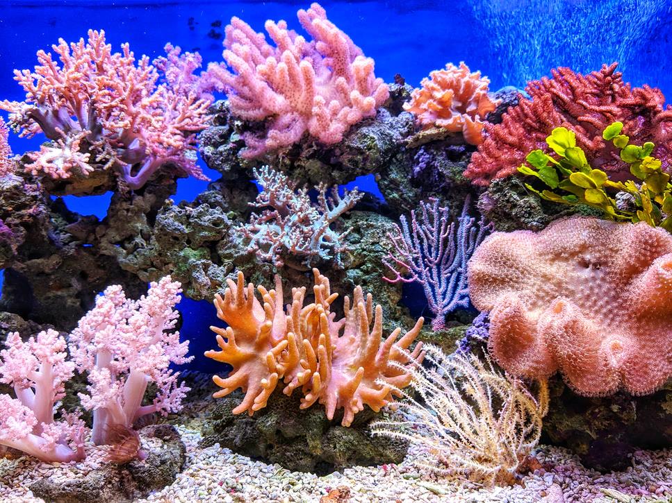 que tipos de corales existen en nuestros oceanos