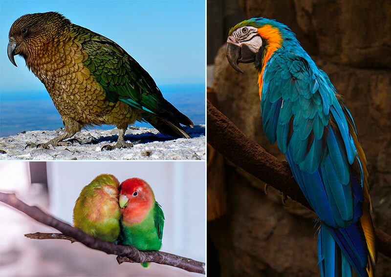 que tipos de loros pueden hablar y cuales son sus caracteristicas