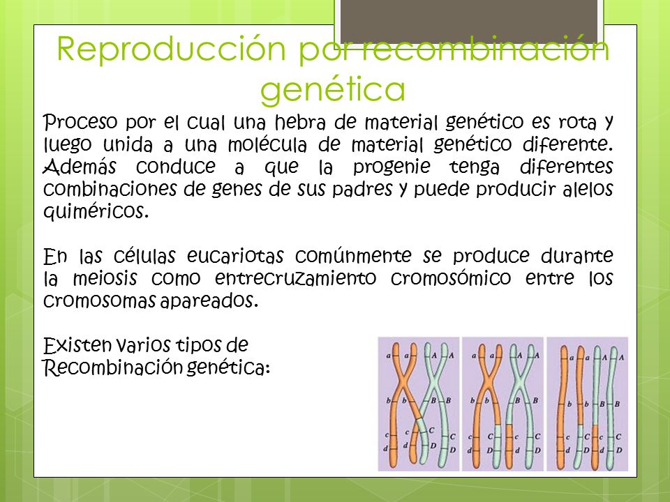 que tipos de recombinacion de adn ocurren en la reproduccion