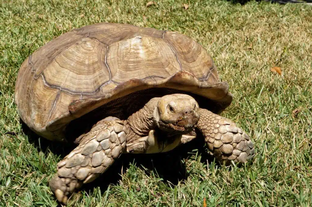 que tipos de tortugas terrestres existen y cuales son sus rasgos