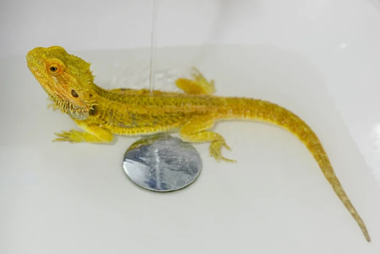 Quels sont les secrets de la reproduction du dragon barbu