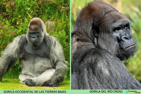 Quién es el impresionante gorila de montaña y qué lo caracteriza