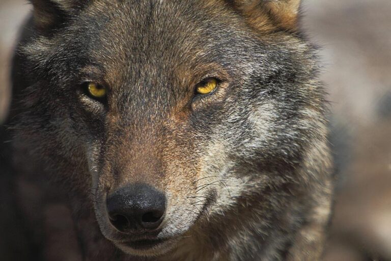 Quién es el lobo ibérico y cuál es su hábitat natural