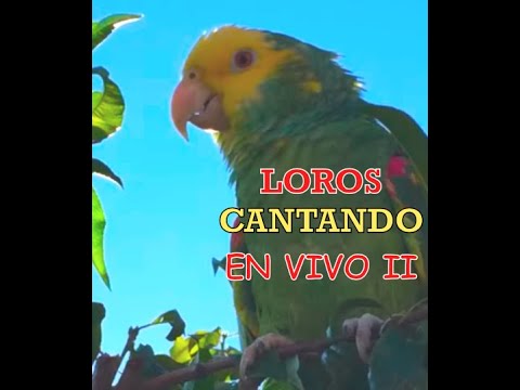 quien es la cotorra margaritena de cabeza amarilla y plumaje verde