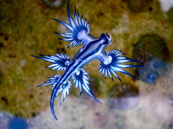 Quiénes son los 10 animales exóticos interesantes de México