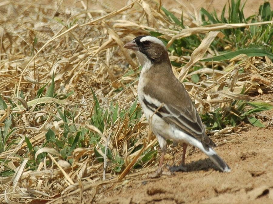 quienes son los depredadores del papion oliva en su habitat