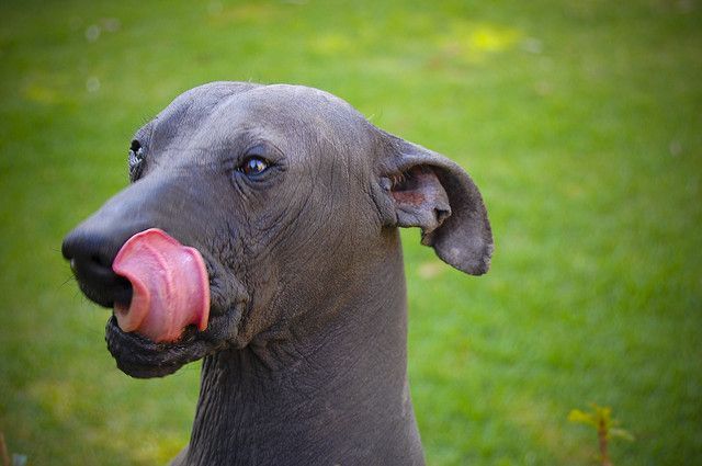 Raza de perro sin pelo: 10 sorprendentes razas calatas