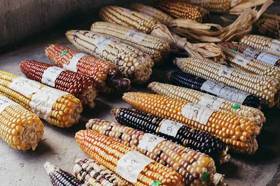 Razas de maíz en México: diversidad y características únicas