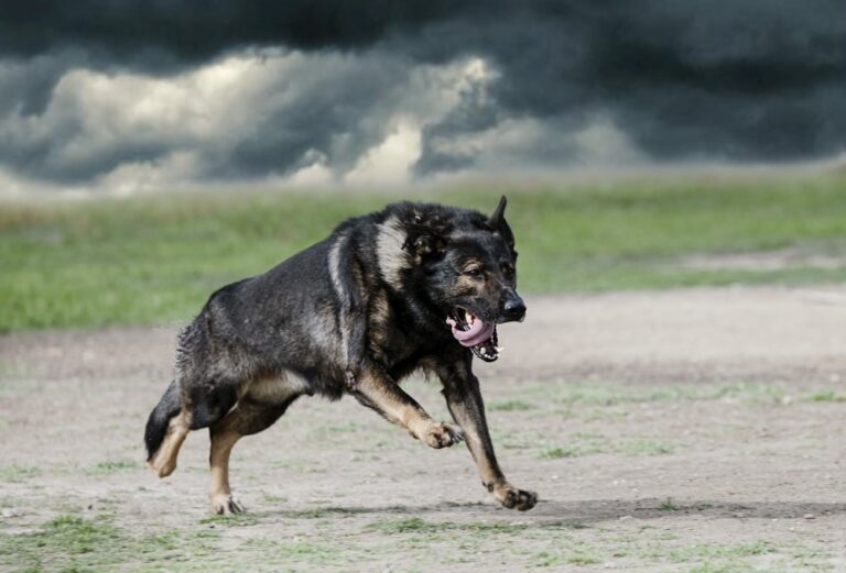 Razas de perro bóxer: descubre los diferentes tipos de bóxer