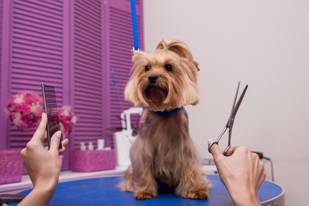razones de perros pequenos conoce todas las razas con fotos