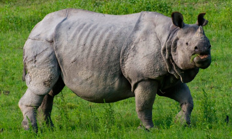 rinocerontes en peligro de extincion como luchan por sobrevivir