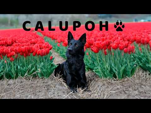 sabias que el perro calupoh es un lobo mexicano en peligro