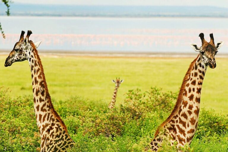 Safari en África: Aventura y Belleza de la Vida Silvestre
