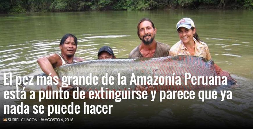 salvando a la arapaima el pez de agua dulce mas grande