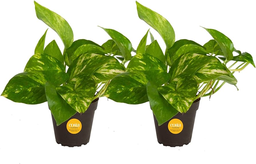 sansevieria laurentii cuidados esenciales para tu planta