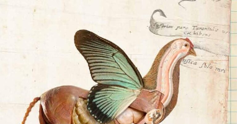 Sapos: Descubre todas las rarezas del Sapo de Surinam