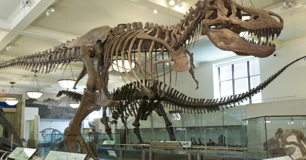se encontro un sorprendente fosil de dinosaurio de cuello largo en argentina