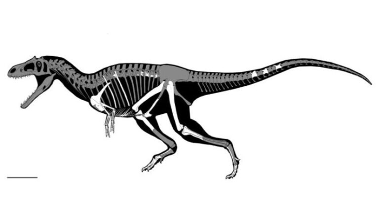 Se ha descubierto un nuevo dinosaurio de brazos pequeños en Argentina