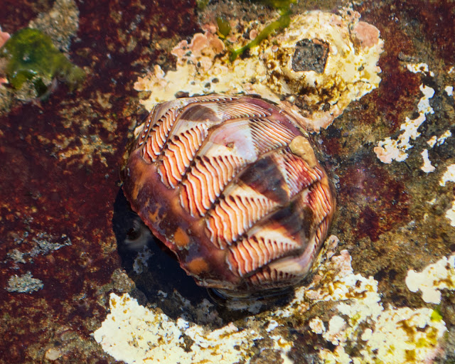Se han descubierto caracoles y camarones en el fondo marino